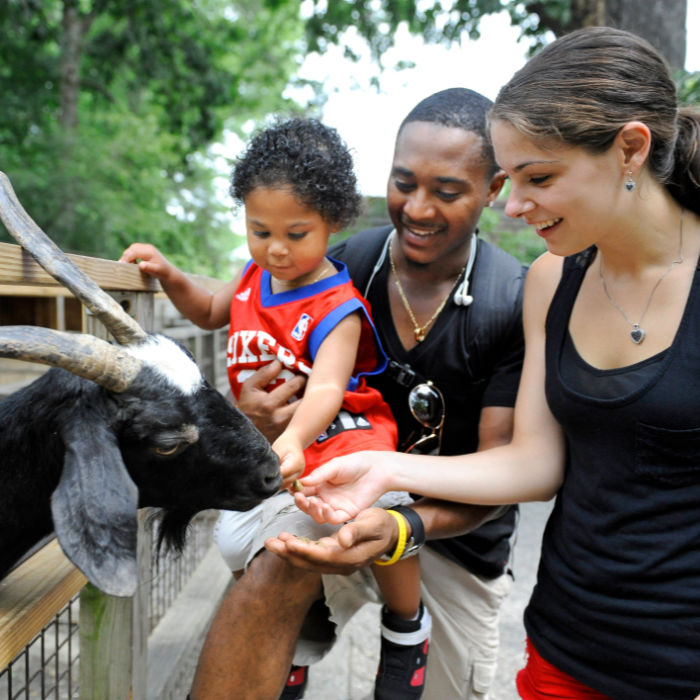 Happy family with child hand feeding a goat